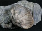 Platystrophia Brachiopod Fossil From Kentucky #6633-1